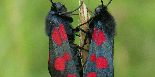 Blutströpfchen; Foto: Biologische Station Gütersloh/ Bielefeld