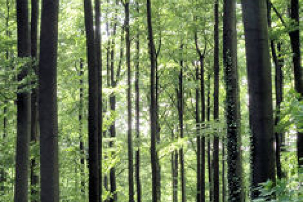 Foto: Bielefelder Stadtwald