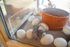 Im vergangenen Jahr wurde der Schaubrüter zum ersten Mal im Tierpark Olderdissen aufgestellt. 