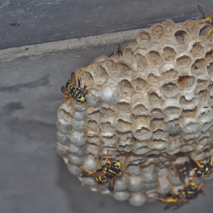Keine Hülle, ein direkter Blick auf die Waben ist möglich | Foto: Karolina Rupik 